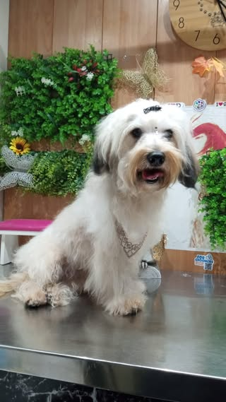 Perro de pelo largo luego de un corte personalizado
