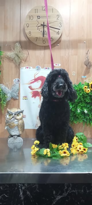 Caniche negro después de su sesión de peluquería