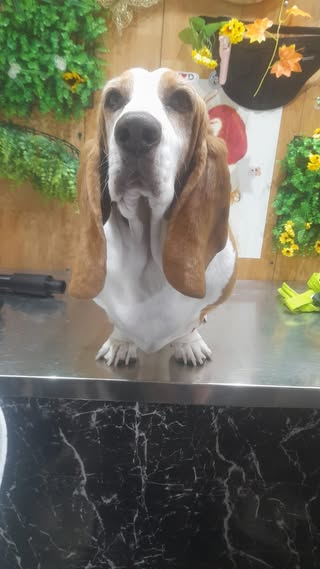 Basset hound atendido en Capybara Spa