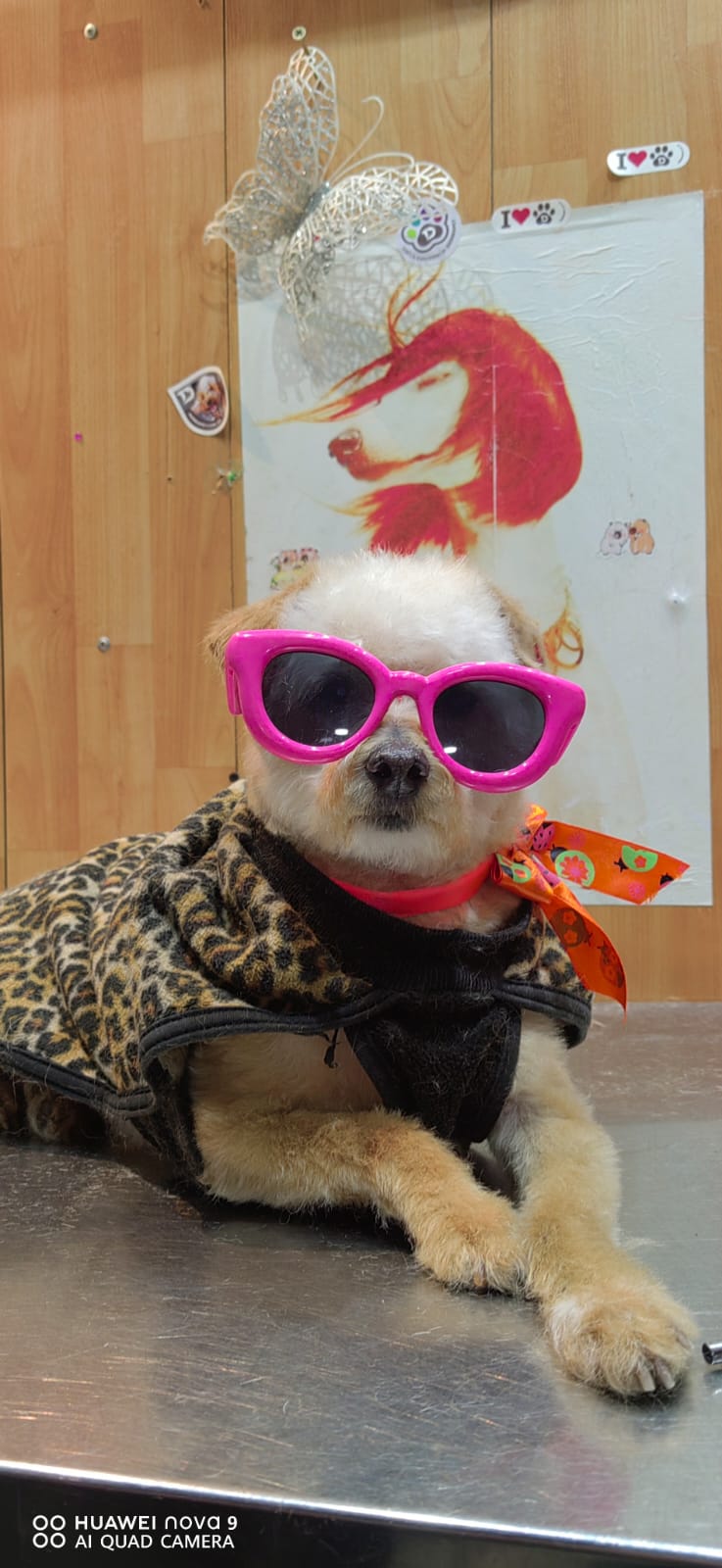 Perro pequeño con anteojos y pañuelo después de su sesión de peluquería