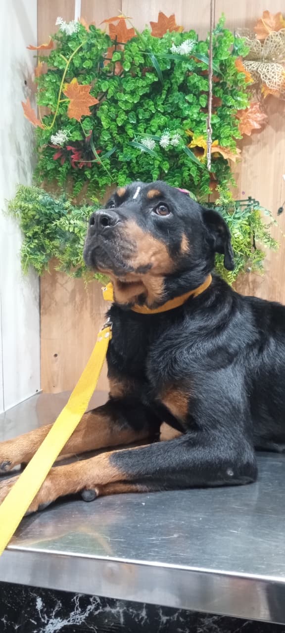 Rottweiler con el manto limpio y brillante en Capybara Spa