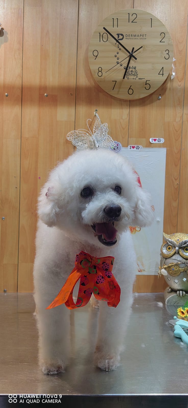 Caniche blanco con corte esponjoso y moño naranja
